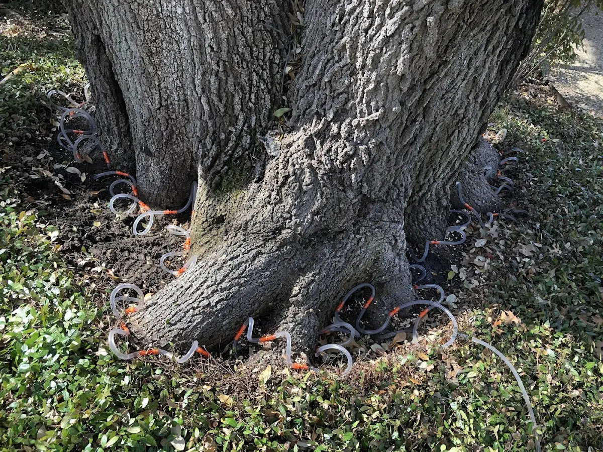 Detailed Tree Cabling and Bracing job site in La Russell